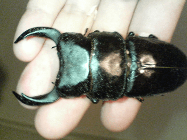 国産オオクワガタ　元木ホワイトアイ