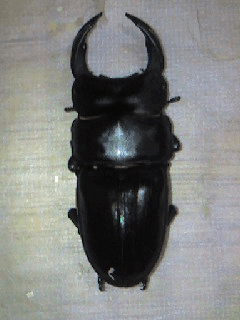 国産オオクワガタ　山梨