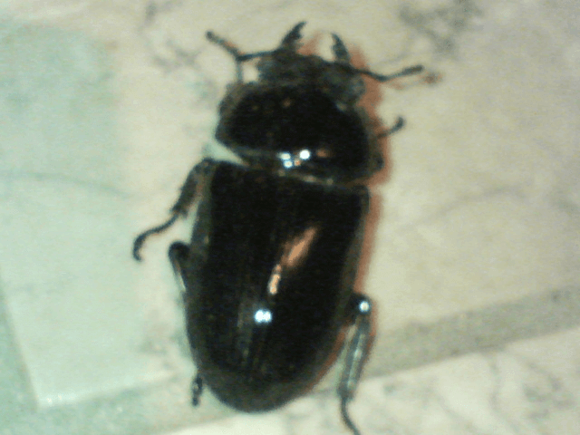 タイワンオオクワガタ　南投懸