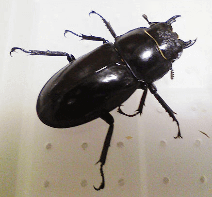 マンディブラリスフタマタクワガタ