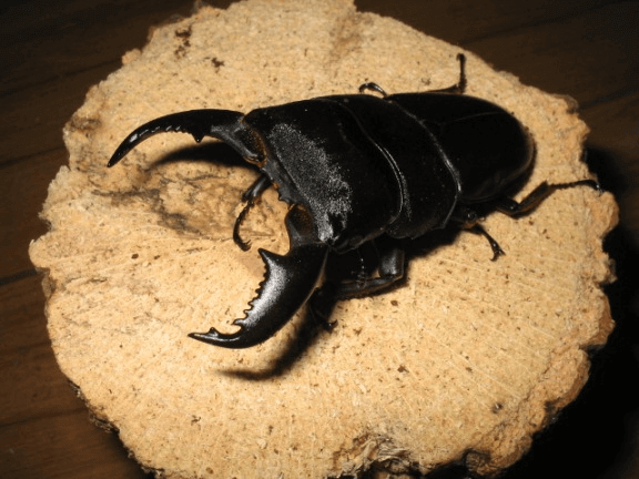 スマトラオオヒラタクワガタ　アチェ