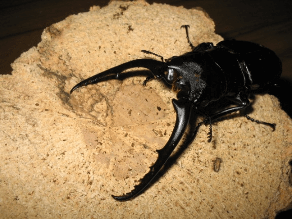 コンフキウスノコギリクワガタ