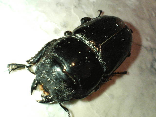 グランディスオオクワガタ　インドマニプール州ラムカ