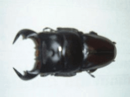 ダイオウヒタラクワガタ