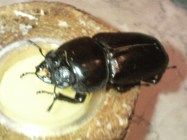 国産オオクワガタ 元木ホワイトアイ