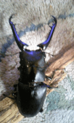 ギラファノコギリクワガタ　フローレス