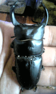 国産オオクワガタ 佐賀