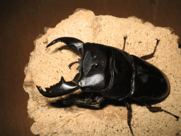 マレーオオヒラタクワガタ　キャメロンハイランド