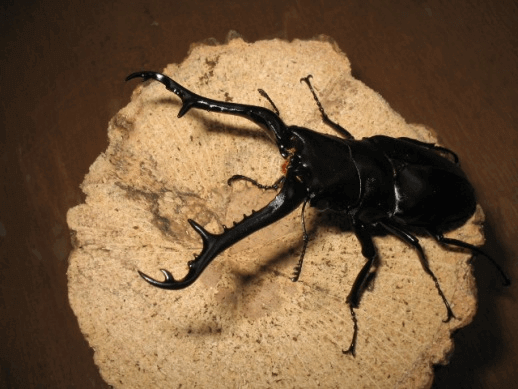 ギラファノコギリクワガタ　ロンボク