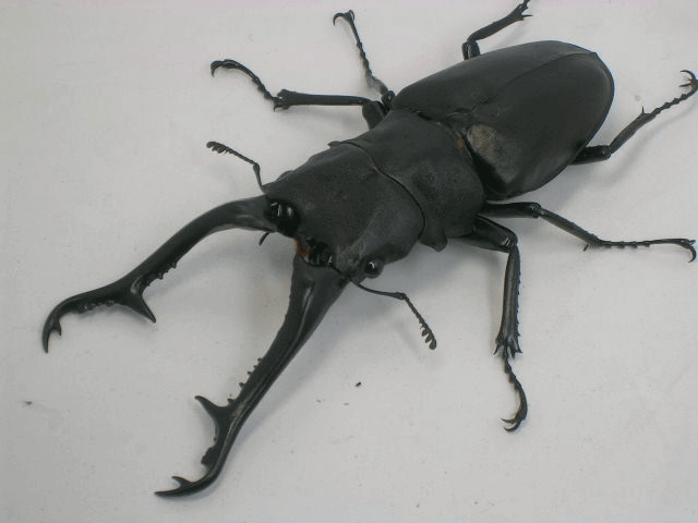 ギラファノコギリクワガタ　フローレス