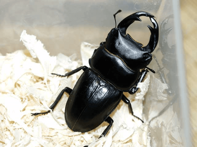 ホペイオオクワガタ 福建省北峰産