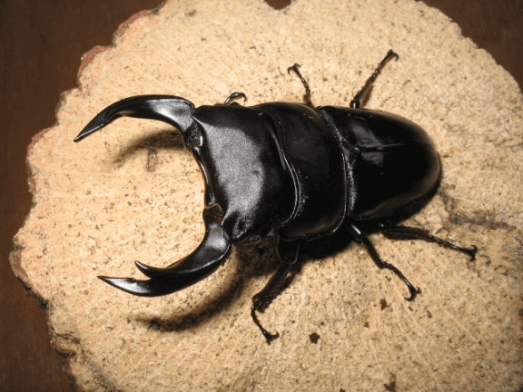 ホペイオオクワガタ 井岡山