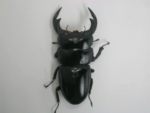 アンタエウスオオクワガタ　インド　