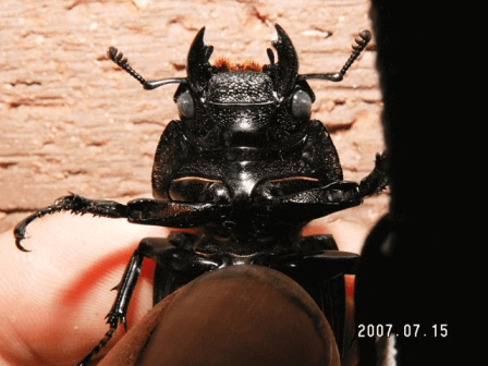アンタエウスオオクワガタ　マレーキャメロンハイランド