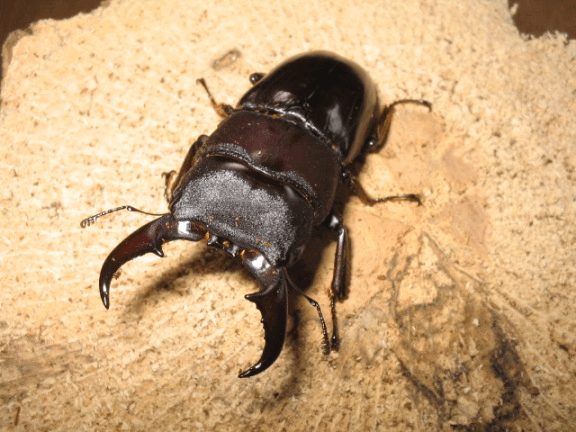 ダイトウヒラタクワガタ