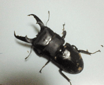 国産ヒラタクワガタ