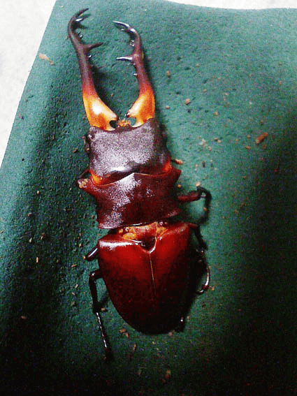 ギラファノコギリクワガタ　フローレス