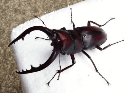 国産ノコギリクワガタ