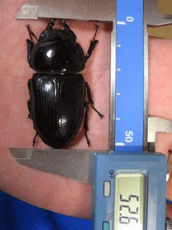 国産オオクワガタ 川西