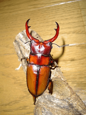 アスタコイデスノコギリクワガタ　ブランカルディ
