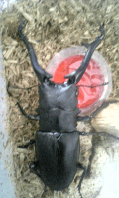 ギラファノコギリクワガタ　フローレス