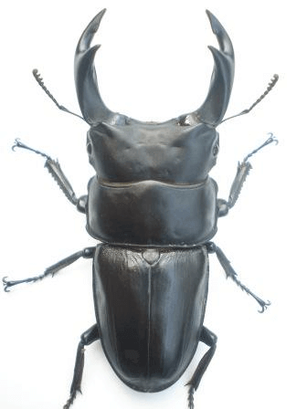 国産オオクワガタ 佐賀