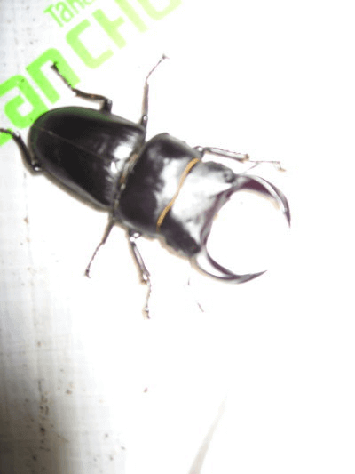 ホペイオオクワガタ 福建省北峰産