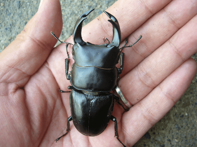 ホペイオオクワガタ 福建省北峰H8