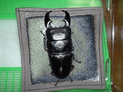 スマトラオオヒラタクワガタ