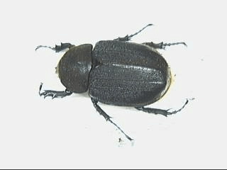 ヘラクレス・リッキー