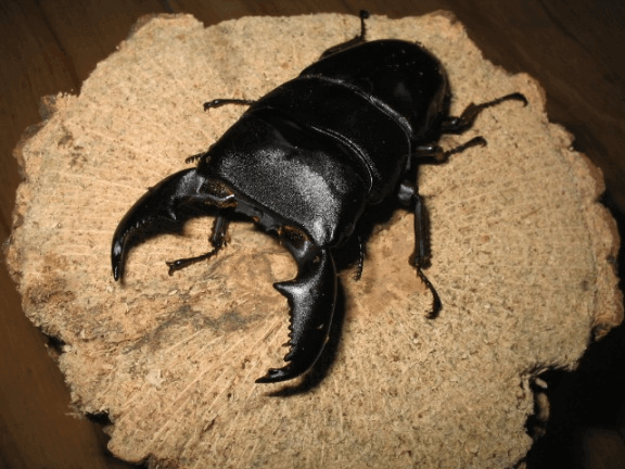 スマトラオオヒラタクワガタ　アチェ