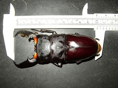 パラワンオオヒラタクワガタ