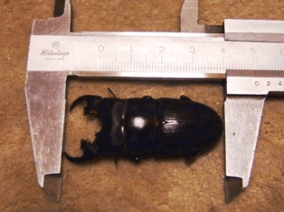 プラティオドンネブトクワガタ