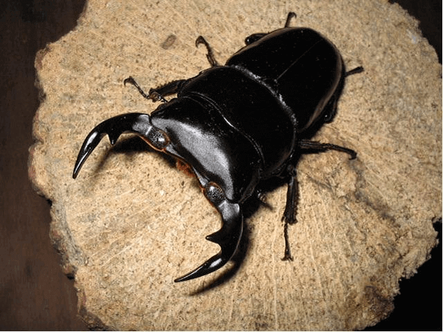 アンタエウスオオクワガタ　ミャンマーチン