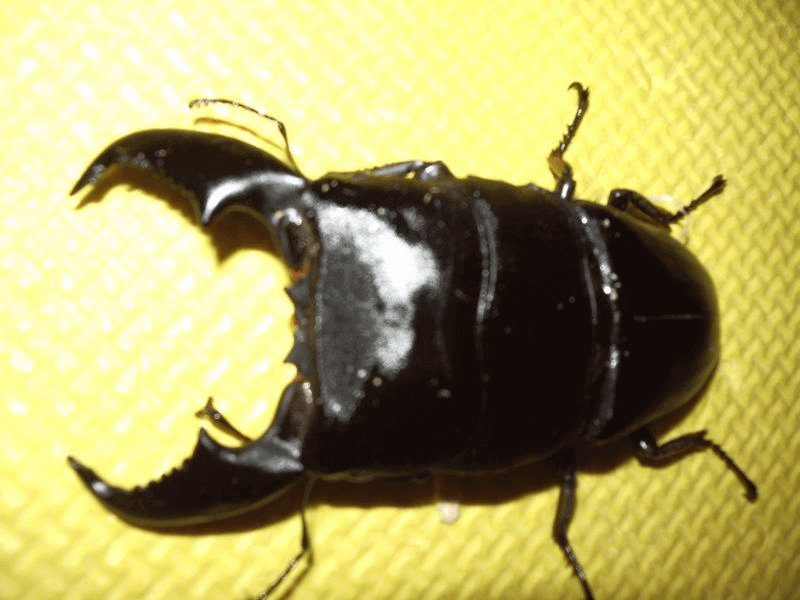 スマトラオオヒラタクワガタ　アチェ