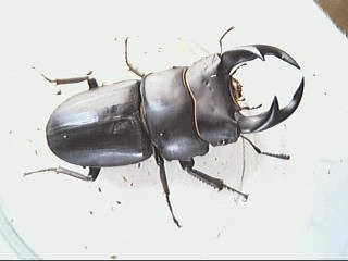 国産オオクワガタ　熊本F1