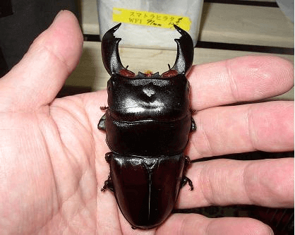 スマトラオオヒラタクワガタ