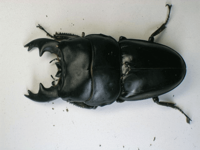 アルキデスオオヒラタクワガタ　短歯