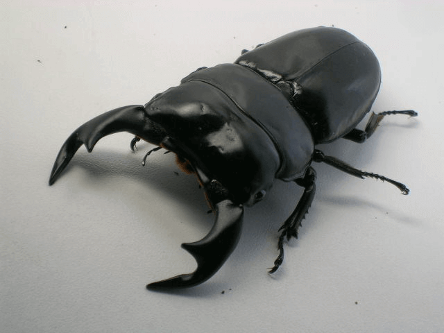 アンタエウスオオクワガタ　インド　