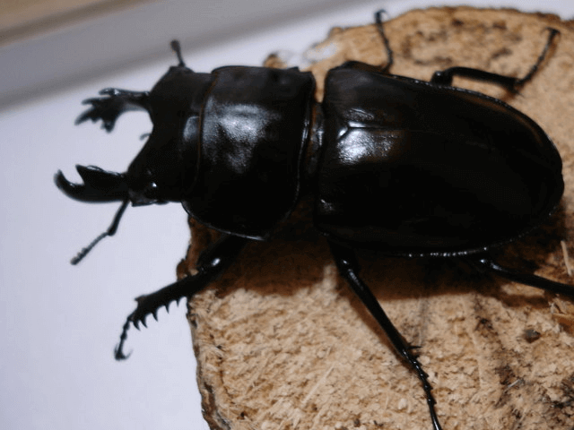 ヤエヤママルバネクワガタ