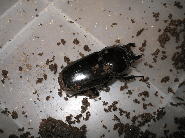 アンタエウスオオクワガタ　ミャンマー