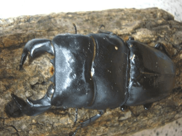 ダイオウヒタラクワガタ