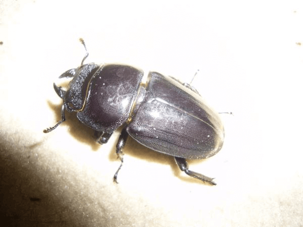 ダイオウヒタラクワガタ