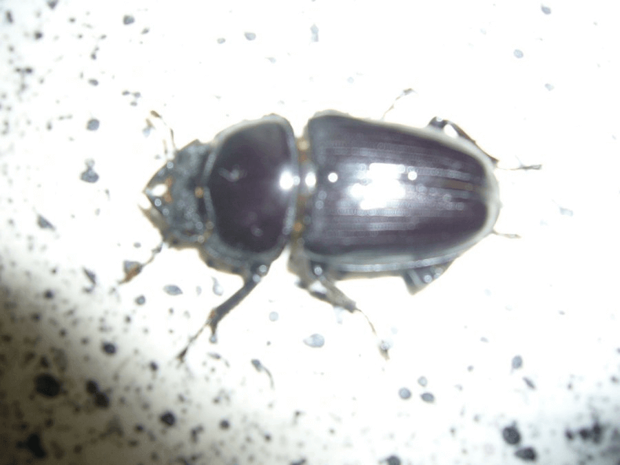 国産オオクワガタ 山梨