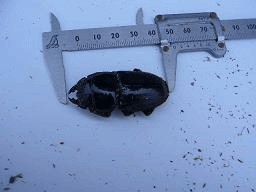 ダイオウヒタラクワガタ