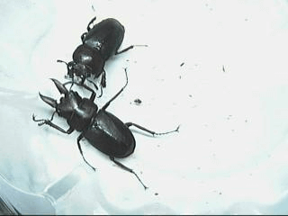 国産ノコギリクワガタ　群馬