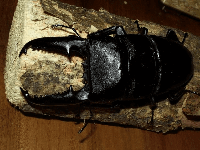 パラワンオオヒラタクワガタ