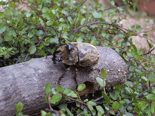 サビイロカブト