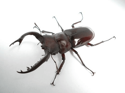 フォルスターフタマタクワガタ