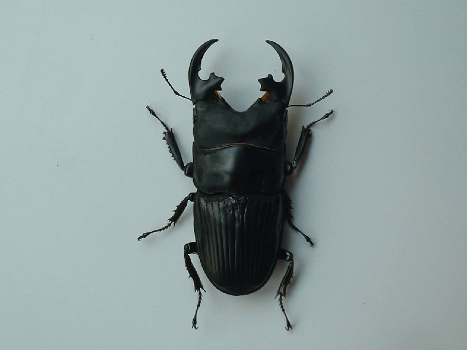 プラティオドンネブトクワガタ